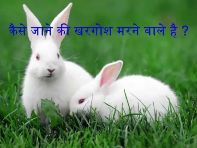क्या आप का खरगोश भी करता है अजीब हरकतें ... तो हो जाइये सावधान !