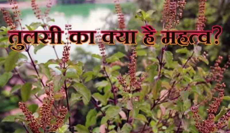 तुलसी के पौधो को क्या आप घर में रोज पूजते  है तो आपके लिए जानना जरूरी !