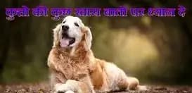 क्या आप भी कुत्तो को पालने को रखते है 
शौक़,तो ध्यान दीजिए !
 