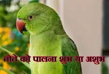 क्या आप भी तोते को घर में पालना चाहते है तो कुछ खास बातो को जानिए !
