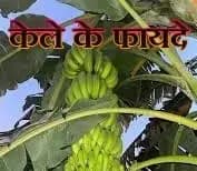 केले के फायदे सुनकर खुद को रोक नही पाएंगे,काम की बात !