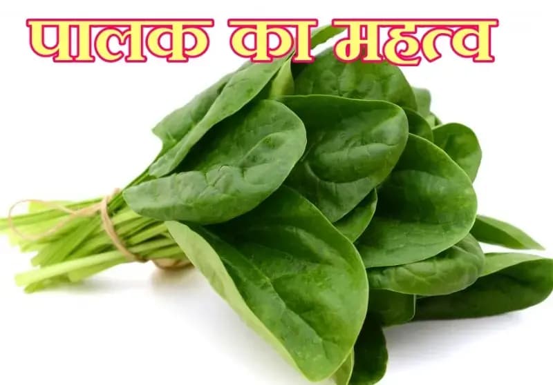 भोजन में पालक का सेवन,कैसे और कितना लाभदायक हो सकता है साबित  