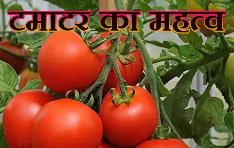 टमाटर को खाने के अलावा किन कार्यो में किया जाता है प्रयोग,ध्यान दीजिए !
