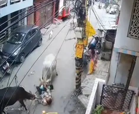 लखनऊ के नगर निगम जोन 2 क्षेत्र के खजुहा निवासी विजय रस्तोगी और उनके मासूम पोते पर सांडो ने बोला हमला