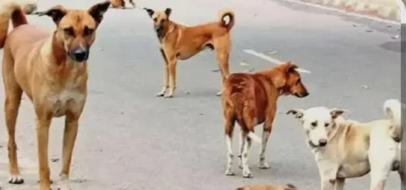 प्रदेश सरकार ने आवारा श्वानों के प्रबंधन और सुरक्षित फीडिंग व्यवस्था के लिए जारी की नई गाइडलाइन
