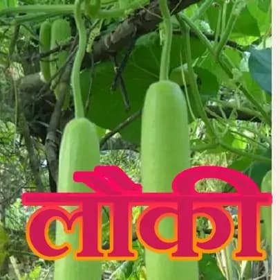  लौकी सिर्फ खाने की  चीज  नही है जानकर आपको यह बात हैरान कर देगी !