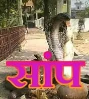  सांपो की पूजा — पाठ करना लोगो के लिए क्या लाभदायक होता है सबित,सोचिए!