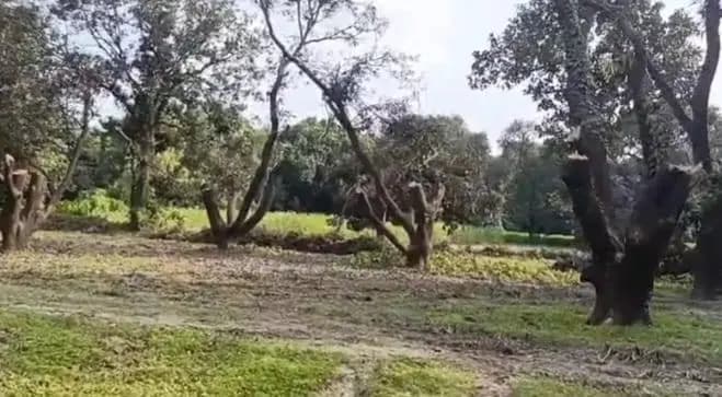अवैध काटन को लेकर जिले के अधिकारियों और क्षेत्रीय डिप्टी रेंजर की सामने आई उदासीनता  
