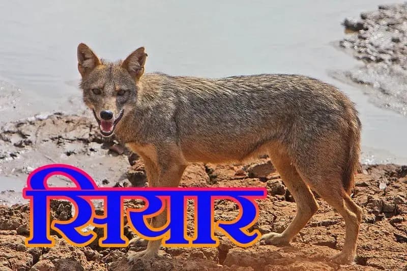 बंथरा के नरेरा गांव में सियार का आतंक
 