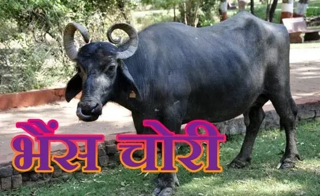 

 काकोरी थाना क्षेत्र के कुढ़ा ईटगांव गांव में भैंस चोरी,मचा हडकंप  