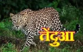 लखनऊ के थाना कैंट क्षेत्र के बंगला बाजार में दिखा तेंदुआ, छानबीन में लगा वन विभाग



