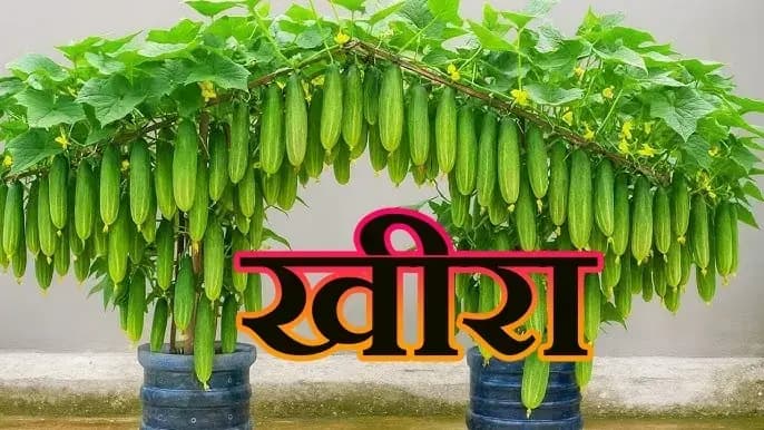  खीरा का महत्व क्या आपको नही पता है तो आपकी भूल !