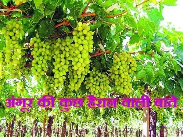  स्वादिष्ट होने के साथ अंगूर कई प्रकार से फायदेमंद,कई स्वास्थ्य लाभ,देरी पडेगी भारी !