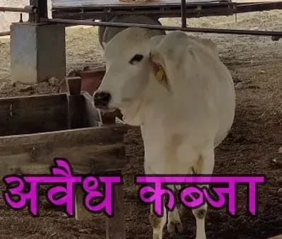 सहादतगंज क्षेत्र में पार्क पर अवैध कब्जा कर बनाया पशुपालन केन्द्र,प्रशासन  मौन 