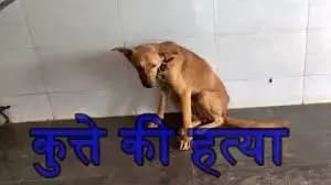 लखनऊ के ठाकुरगंज क्षेत्र में बेजुबान कुत्ते की बेरहमी से हत्या