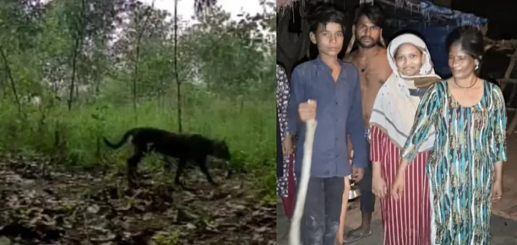  अमानीगंज  में बाघ की दहशत में ग्रमीण रातो को करते रतजगा...वन विभाग ने बाघ की खबर से किया इंकार