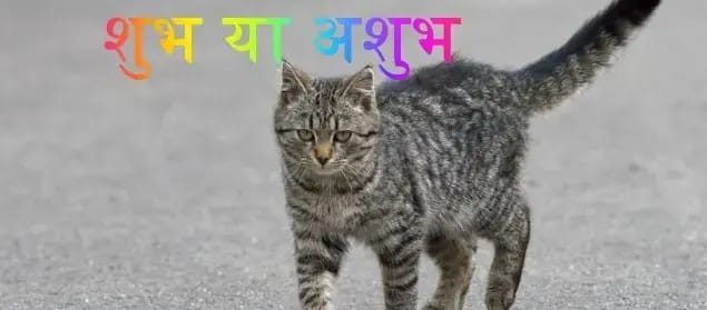 बिल्ली शुभ या अशुभ क्या यही सवाल करता है आपको बेचैन... तो जानिए !