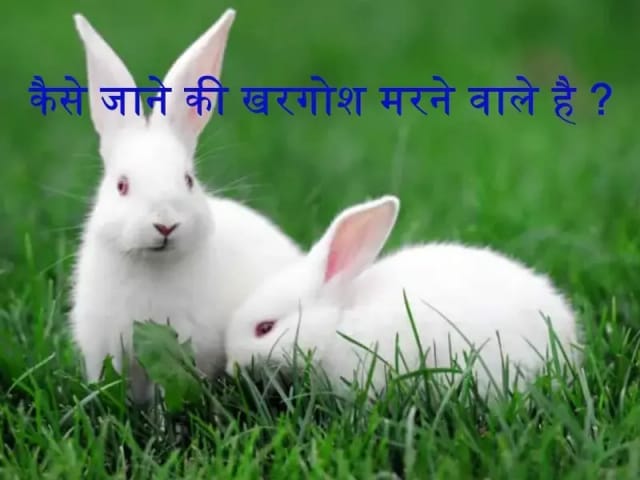 क्या आप का खरगोश भी करता है अजीब हरकतें ... तो हो जाइये सावधान !