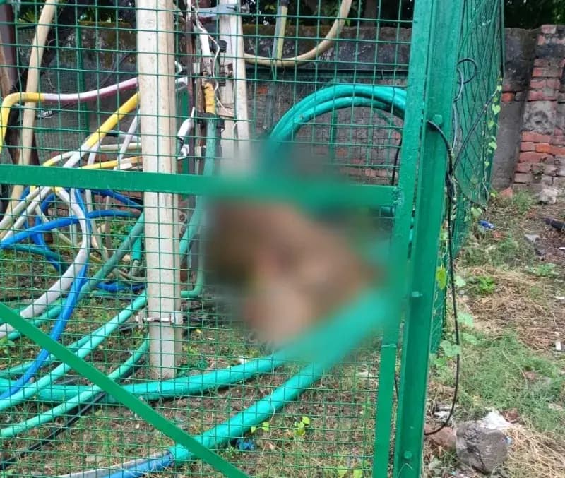 करंट की चपेट में आई गर्भवती गाय,मौके पर ही दर्दनाक मौत,बिजली विभाग की लापरवाही