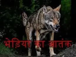 बरामदे में सो रही बच्ची को उठा ले गया भेडिया,यूपी के बहराइच की घटना